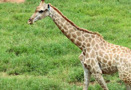 Giraffe in the zooの写真素材