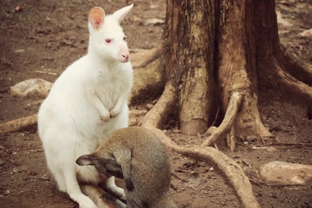 Kangarooの写真素材