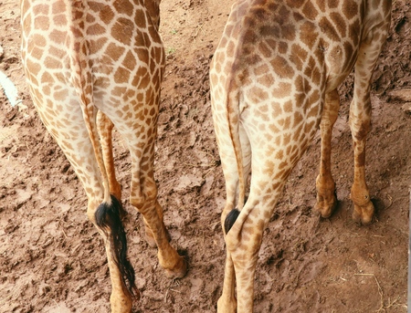 Giraffe in the zooの写真素材