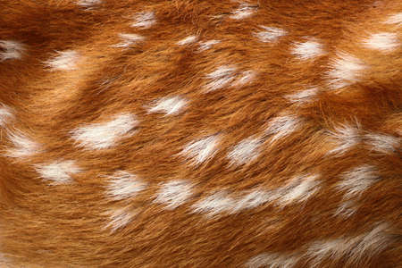 Deer star background