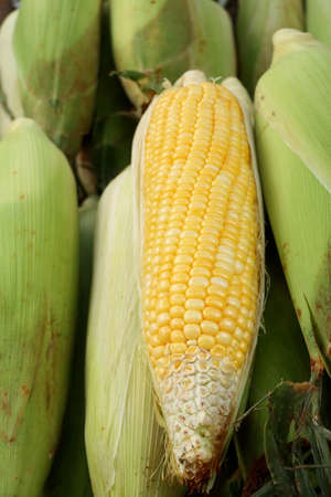 fresh corn at market