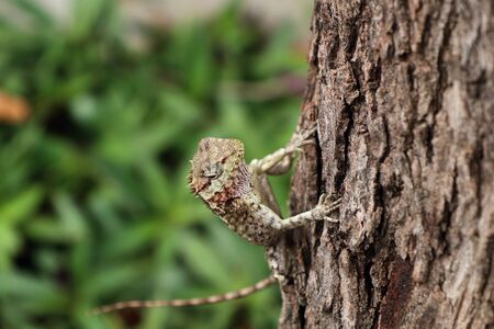 chameleon lizardの写真素材