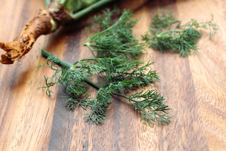 coriander leavesの写真素材