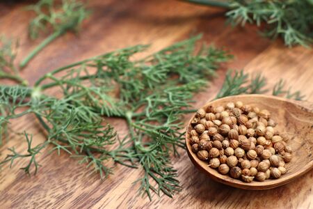 coriander leavesの写真素材