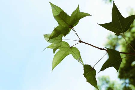 Maple leavesの写真素材