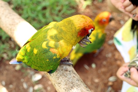 parrot
