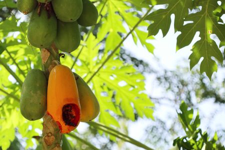Papaya treeの写真素材