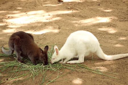 Kangarooの写真素材