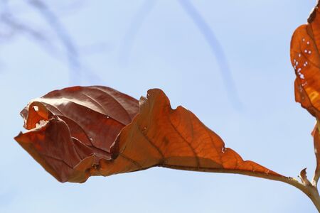 dried leaves