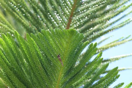 pine leaves