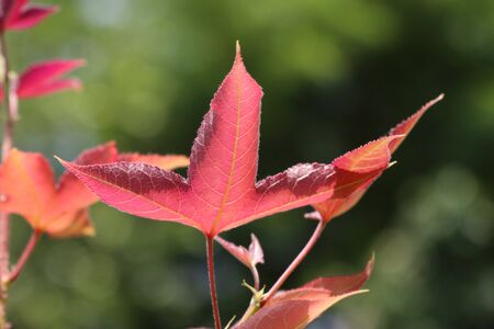 Maple leavesの写真素材