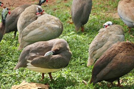 Guineafowl