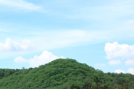 tree in the tropicalの写真素材