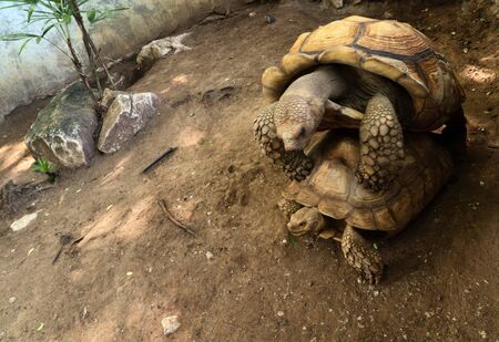 tortoise