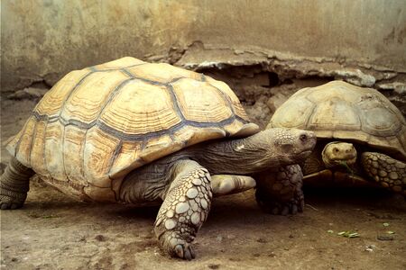 tortoiseの写真素材