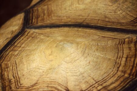 tortoise shellの写真素材