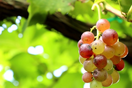 fresh grapes in vineyardの写真素材