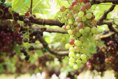 fresh grapes in vineyard