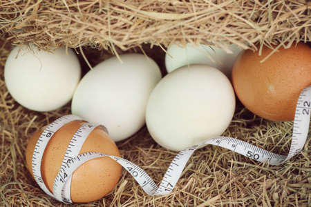 eggs in the nestの写真素材