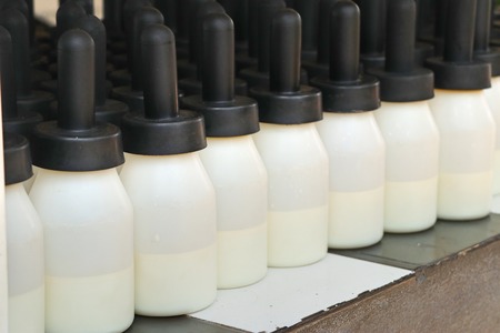 Bottle feed for animalsの写真素材