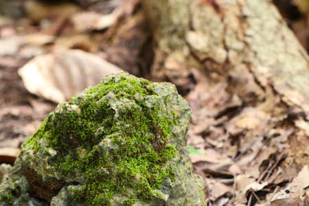 Moss in natureの写真素材