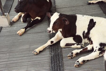 cow in the farmの写真素材