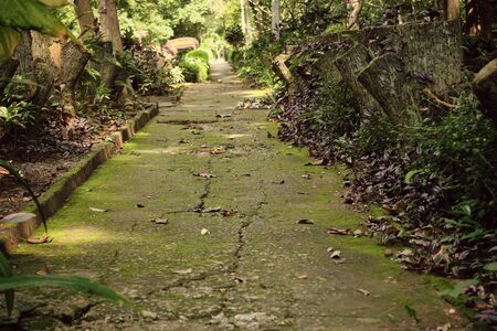 Walkway in the parkの写真素材
