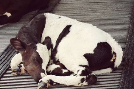 cow in the farmの写真素材