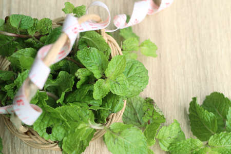 Mint leaves on woodenの写真素材