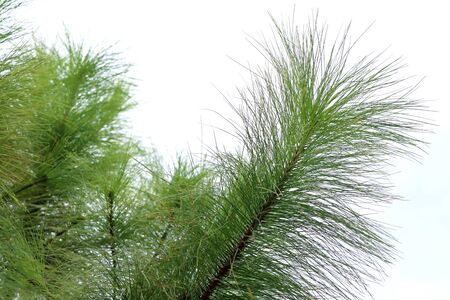 Pine tree in nature