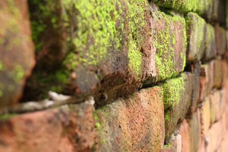 Moss on brick blocksの写真素材