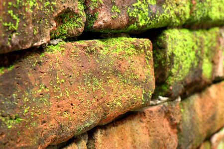 Moss on brick blocksの写真素材