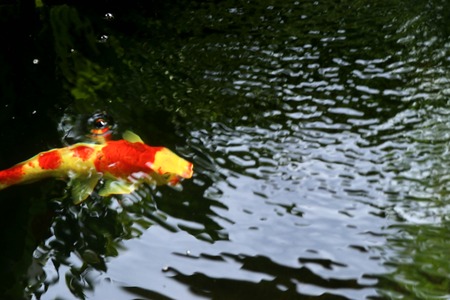 Fancy carp in natureの写真素材