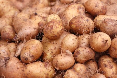 sweet potatoes at the marketの写真素材