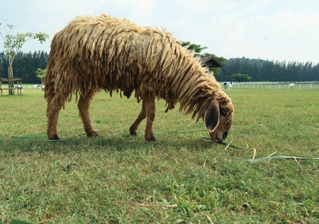 Sheep on the farmの写真素材