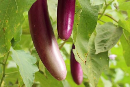 Purple eggplants in gardenの写真素材
