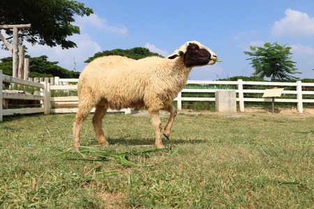 Sheep on the farmの写真素材