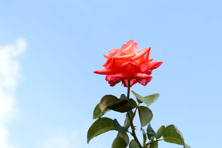 Rose on the skyの写真素材