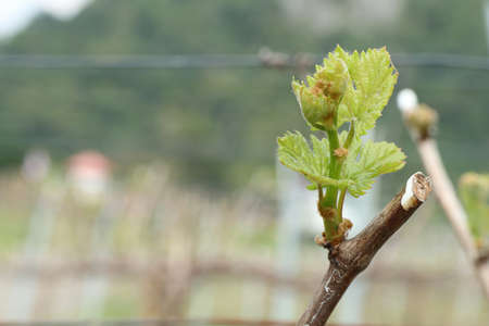 Grape leaves new sproutingの写真素材