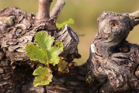 Grape leaves new sproutingの写真素材