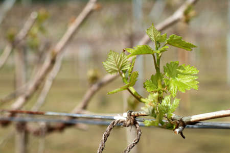 Grape leaves new sproutingの写真素材