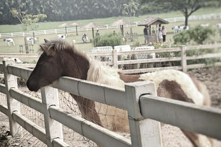 horse in the farmの写真素材