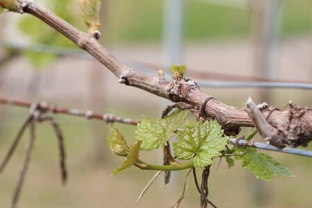 Grape leaves new sproutingの写真素材