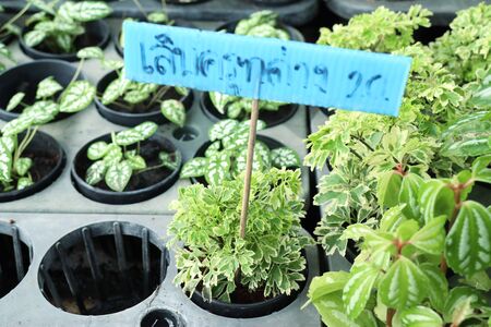 green leaves in natureの写真素材