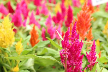 cockscomb flower in gardenの素材 [FY31089217518]