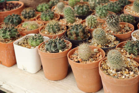 Cactus in the gardenの写真素材