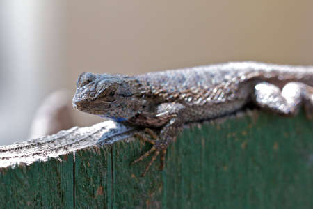 Lizard on a fenceの写真素材