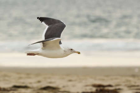 seagull gliding over sandy beachの写真素材