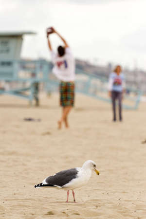 seagull on the beach with couples play ballの写真素材