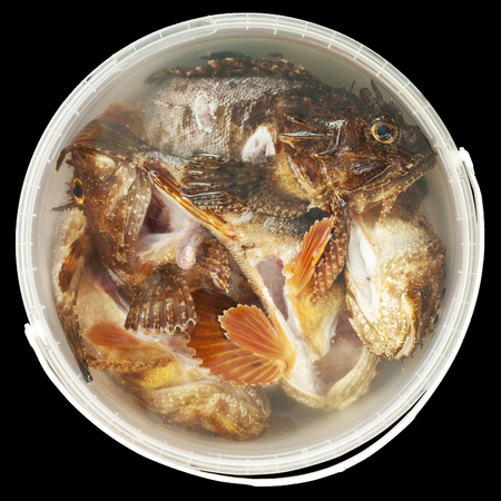 Fresh fish in a round bucket of water isolated on dark background.の写真素材